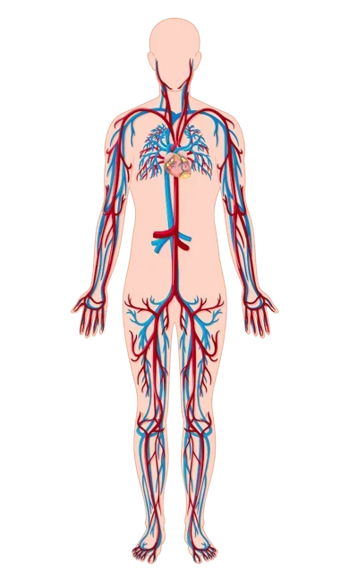 Illustrated full body circulatory system with heart, arteries and veins