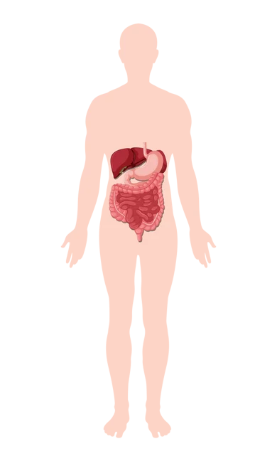 Illustrated digestive system organs inside the torso