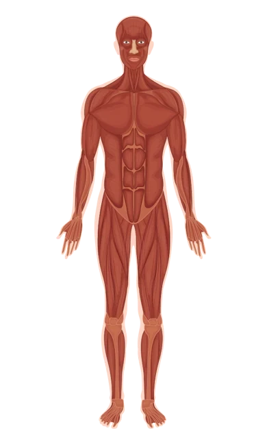 Illustrated full body muscular system, front view