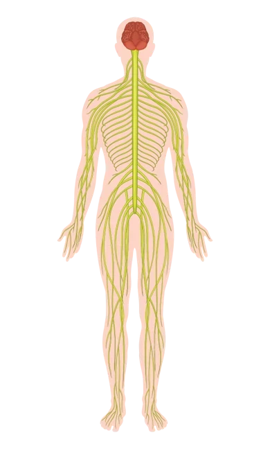 Illustrated full body nervous system with brain, spinal cord and nerves