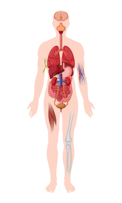 Illustrated respiratory system with airways and lungs