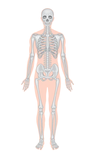 Illustrated full body skeleton, front view